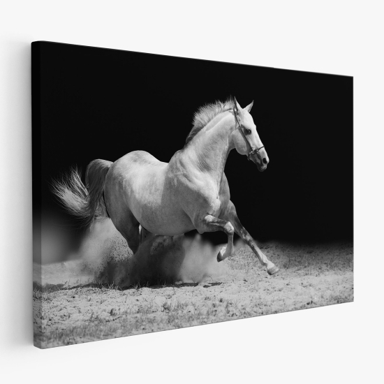 Cuadro en Lienzo - Caballo blanco