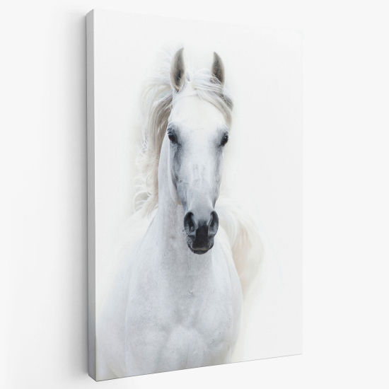 Cuadro en Lienzo - Caballo blanco