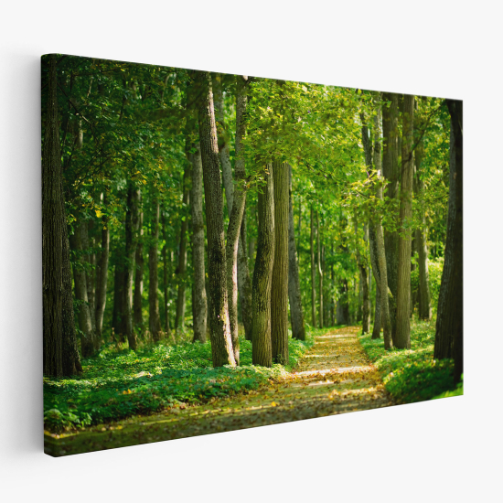 Cuadro en Lienzo - Camino en el bosque