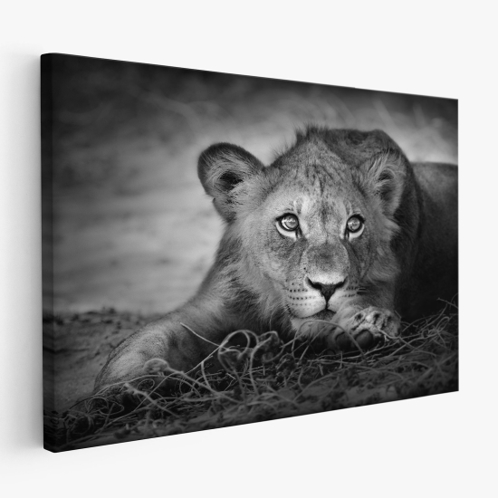 Cuadro en Lienzo - León