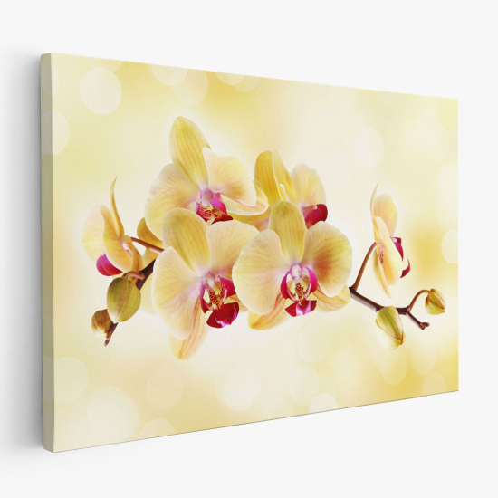Cuadro en Lienzo - Orquídeas