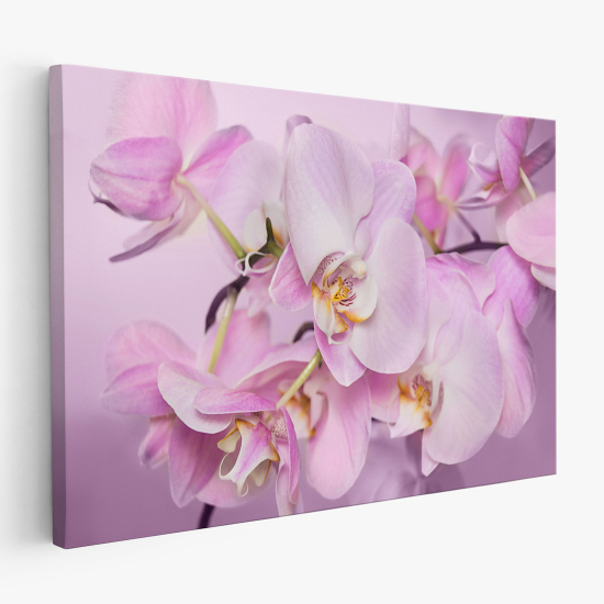 Cuadro en Lienzo - Orquídeas