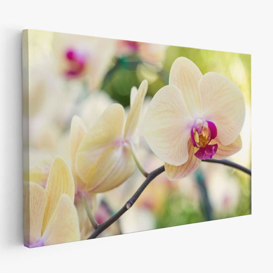 Cuadro en Lienzo - Orquídeas