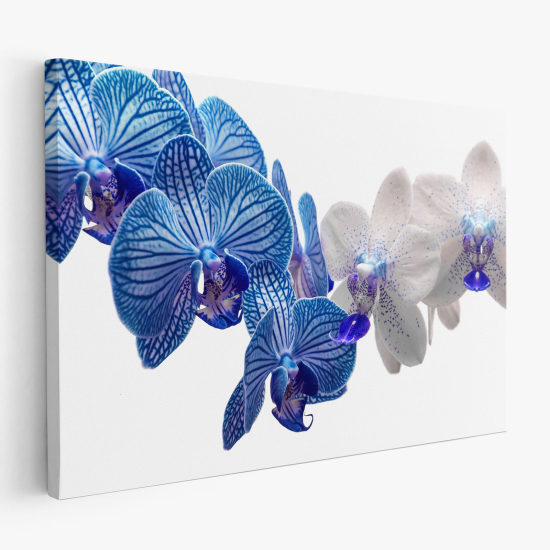 Cuadro en Lienzo - Orquídeas azules