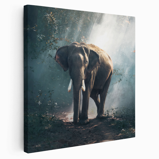 Lienzo cuadrado - Elefante
