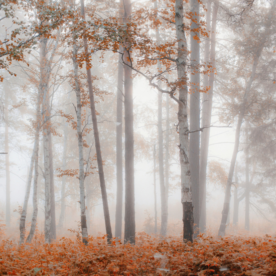 Papel pintado panorámico - Bosque