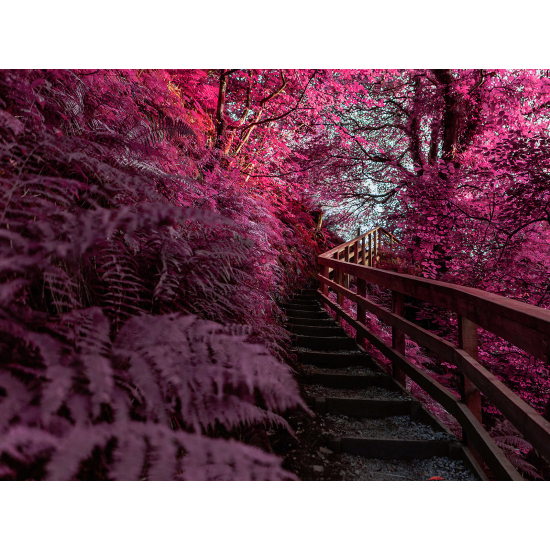 Papel pintado panorámico - Bosque Escaleras