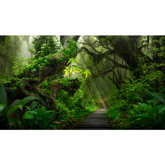 Papel pintado panorámico - Camino Bosque