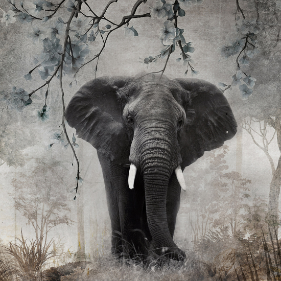 Papel pintado panorámico - Elefante