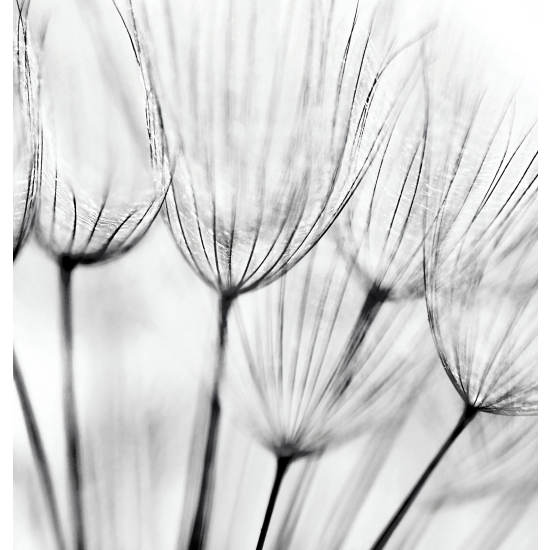 Papel pintado panorámico - Flores