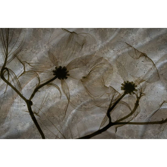 Papel pintado panorámico - Flores