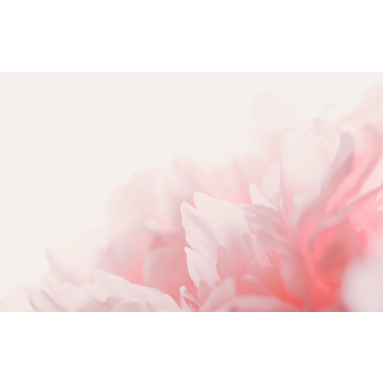 Papel pintado panorámico - Flores