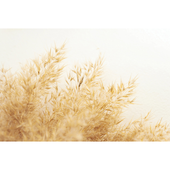 Papel pintado panorámico - Pampas