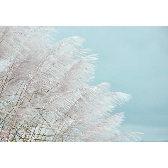 Papel pintado panorámico - Pampas