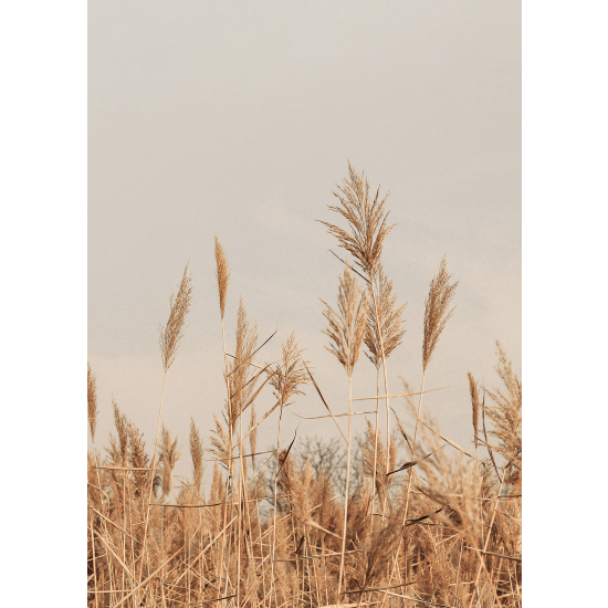 Papel pintado panorámico - Pampas