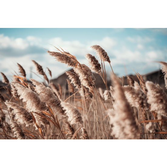 Papel pintado panorámico - Pampas