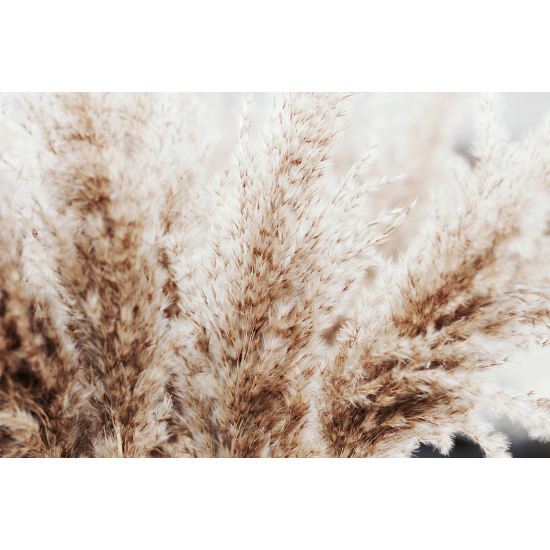 Papel pintado panorámico - Pampas