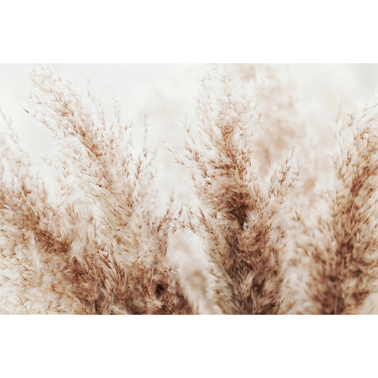 Papel pintado panorámico - Pampas