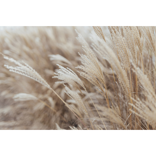Papel pintado panorámico - Pampas