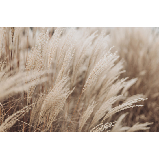 Papel pintado panorámico - Pampas