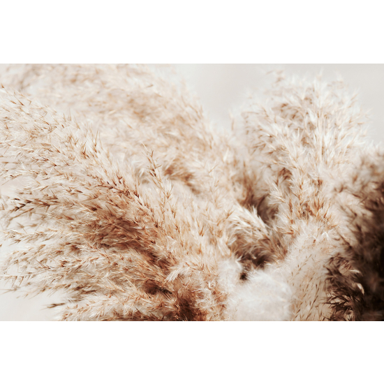 Papel pintado panorámico - Pampas