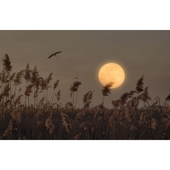 Papel pintado panorámico - Pampas