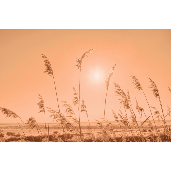 Papel pintado panorámico - Pampas