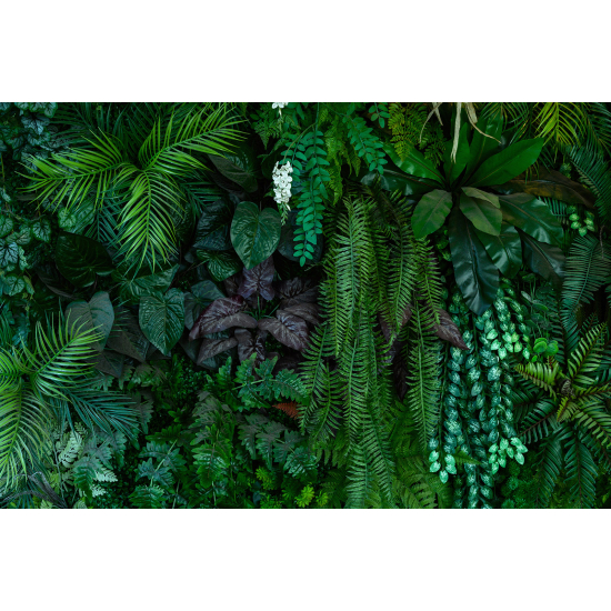 Papel pintado panorámico - Selva Tropical