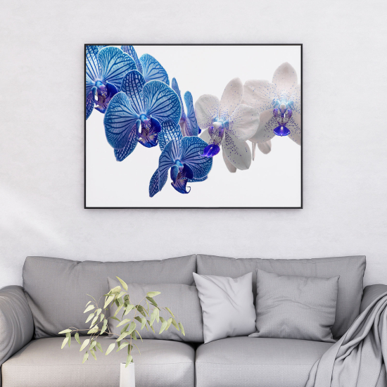 Póster - Orquídeas